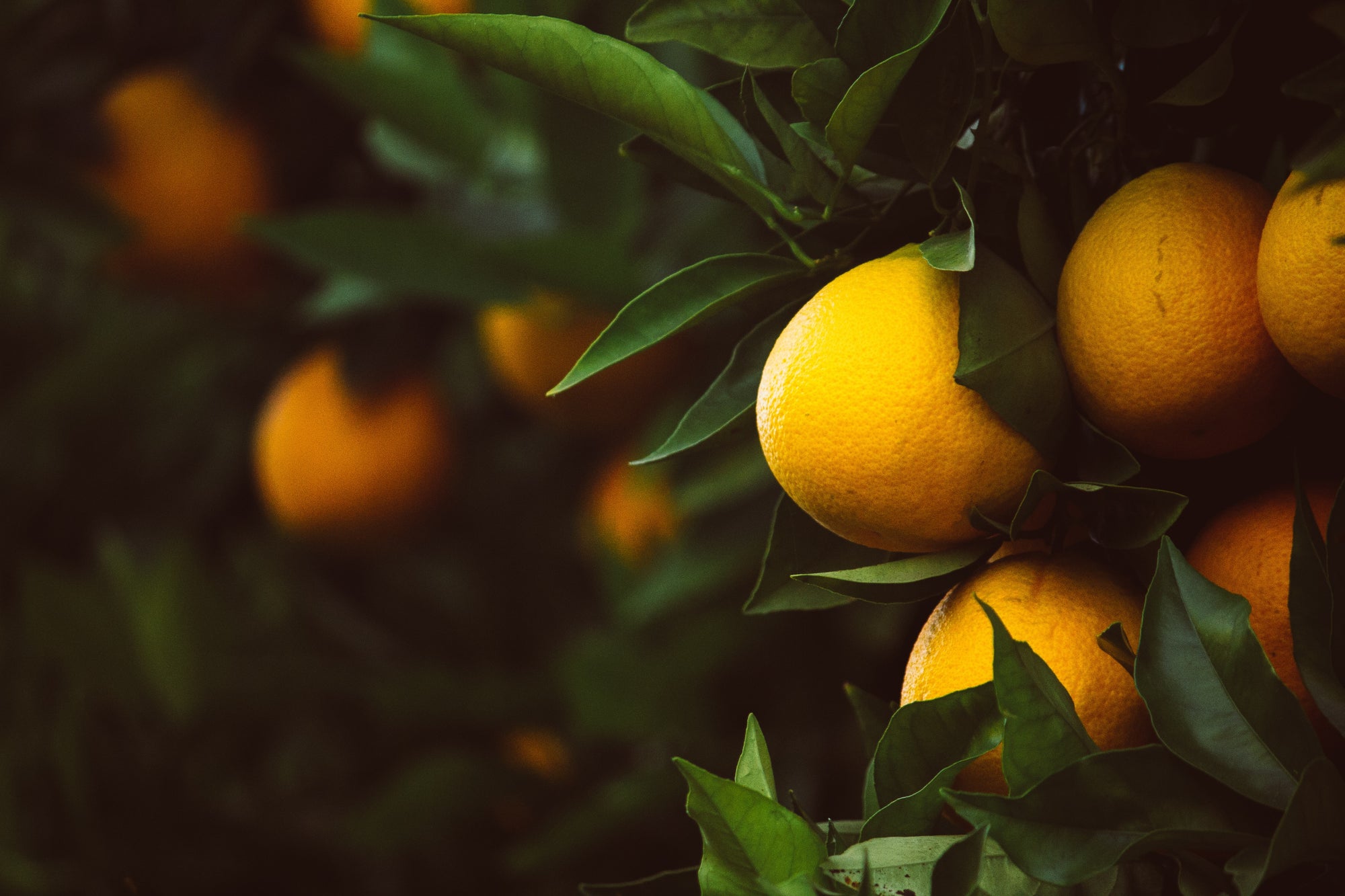 Goldenseal and Citrus