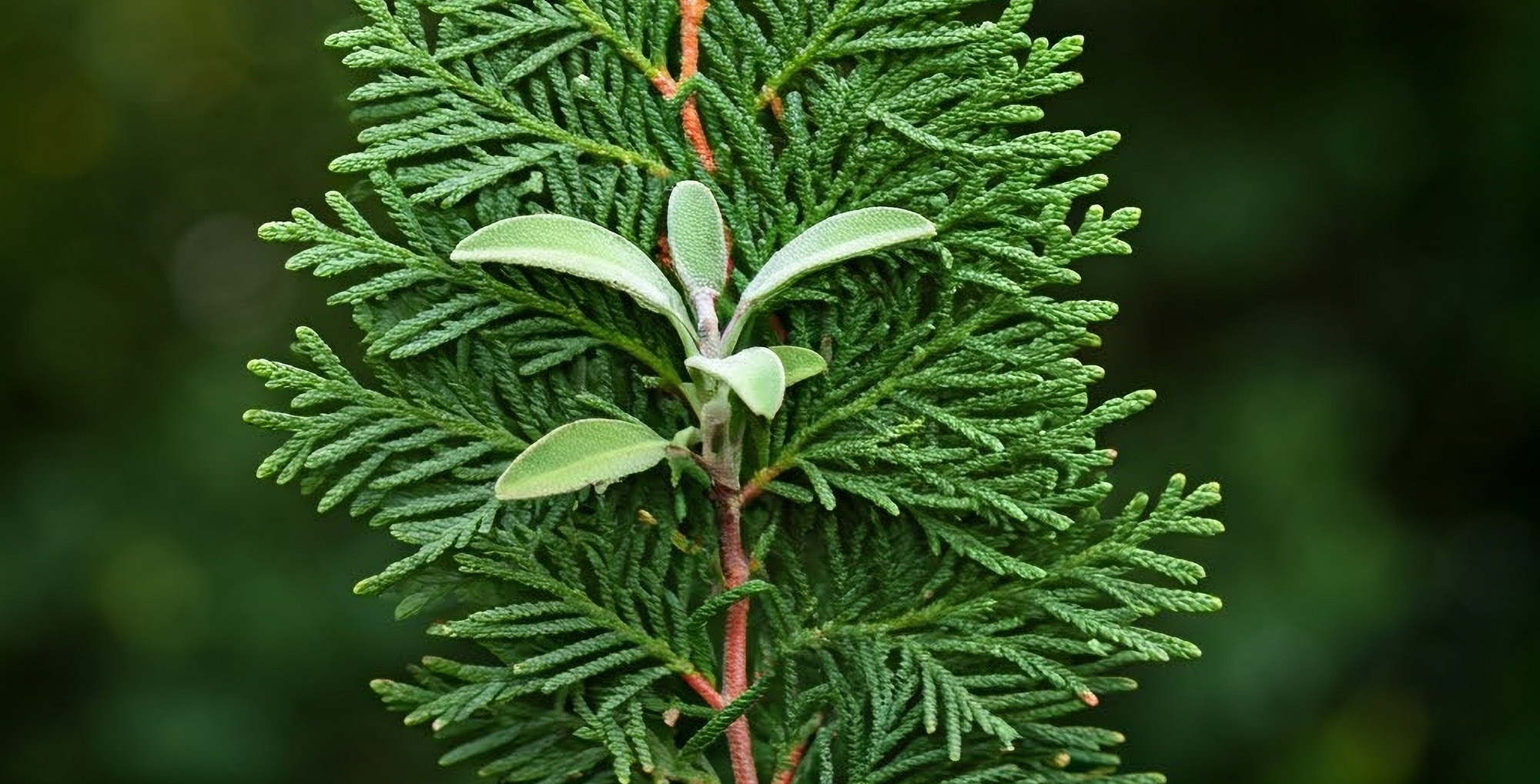 Cedar and Sage