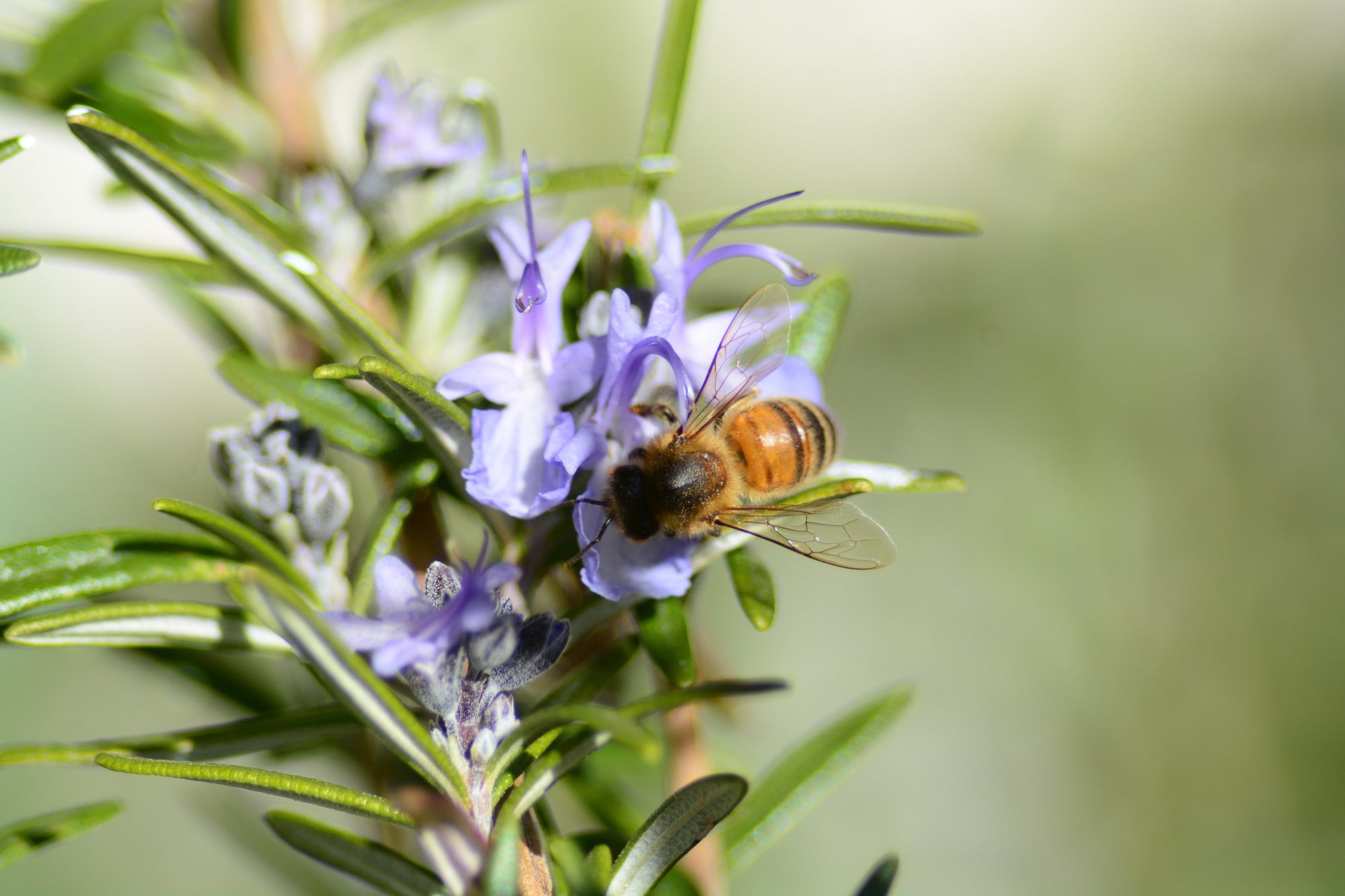 Rosemary and Mint